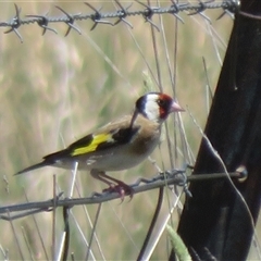 Carduelis carduelis (European Goldfinch) at Wallaroo, NSW - 2 Dec 2024 by Christine