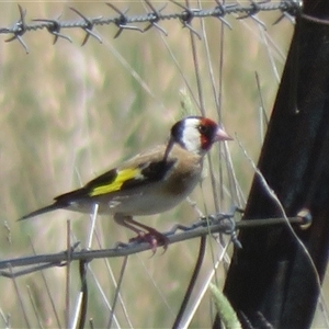 Carduelis carduelis (European Goldfinch) at Wallaroo, NSW by Christine