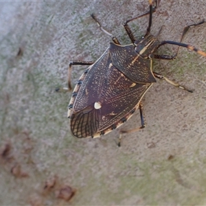 Omyta centrolineata at Murrumbateman, NSW by SimoneC