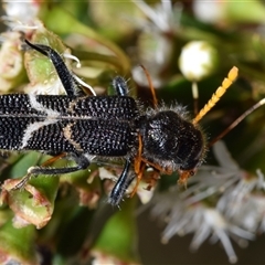 Scrobiger idoneus (Checkered beetle) at Jerrabomberra, NSW - 8 Dec 2024 by DianneClarke