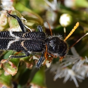 Scrobiger idoneus (Checkered beetle) at Jerrabomberra, NSW by DianneClarke