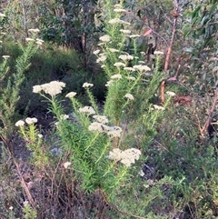 Unidentified Other Wildflower or Herb at Kangaroo Valley, NSW - 27 Nov 2024 by pcooperuow