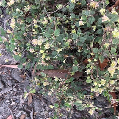 Xanthosia pilosa (Woolly Xanthosia) at Kangaroo Valley, NSW - 27 Nov 2024 by pcooperuow