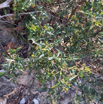 Podolobium ilicifolium (prickly shaggy-pea) at Kangaroo Valley, NSW - 27 Nov 2024 by pcooperuow