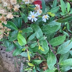 Olearia elliptica (Sticky Daisy Bush) at Kangaroo Valley, NSW - 27 Nov 2024 by pcooperuow