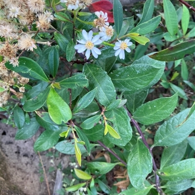 Olearia elliptica (Sticky Daisy Bush) at Kangaroo Valley, NSW - 27 Nov 2024 by pcooperuow