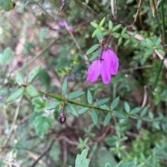 Unidentified Other Wildflower or Herb at Kangaroo Valley, NSW - 27 Nov 2024 by pcooperuow