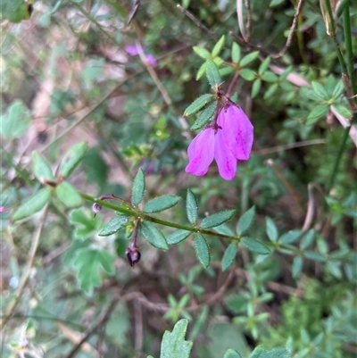 Unidentified Other Wildflower or Herb at Kangaroo Valley, NSW - 27 Nov 2024 by pcooperuow