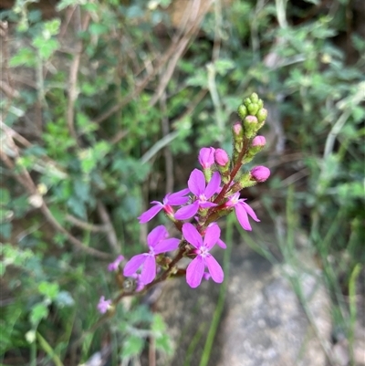 Stylidium armeria subsp. armeria at Kangaroo Valley, NSW - 27 Nov 2024 by pcooperuow