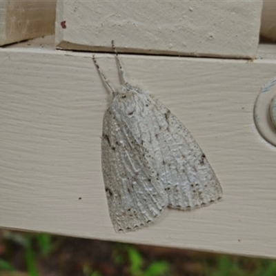 Unidentified Geometer moth (Geometridae) at Penrose, NSW - 8 Dec 2024 by Aussiegall