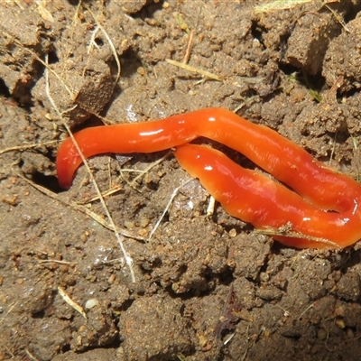 Australoplana alba (A flatworm) at Flynn, ACT - 1 Nov 2024 by Christine