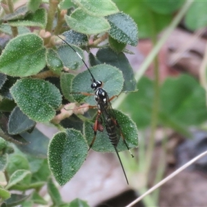 Xanthocryptus novozealandicus at Flynn, ACT - 1 Nov 2024 10:33 AM