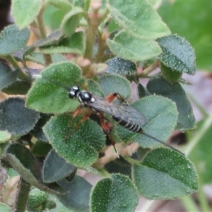 Xanthocryptus novozealandicus at Flynn, ACT - 1 Nov 2024