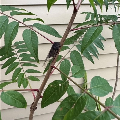 Psaltoda plaga (Black Prince Cicada) at Brownlow Hill, NSW - 8 Dec 2024 by MaxDownes