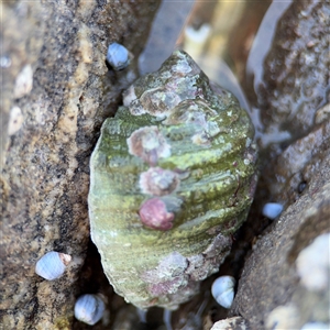 Dicathais orbita (Cartrut Shell ,The Sickly Purpurea) at Green Cape, NSW by Hejor1