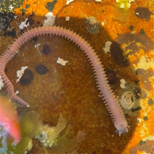 Phyllodoce sp. at Green Cape, NSW by Hejor1