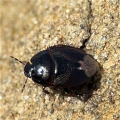 Cydnidae (family) (Burrower bug) at Green Cape, NSW - 7 Dec 2024 by Hejor1