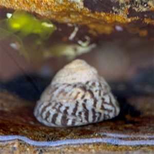 Bembicium nanum (Striped-mouth Conniwink) at Green Cape, NSW by Hejor1