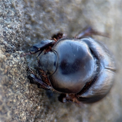 Dynastinae (subfamily) (Unidentified rhinoceros or elephant beetle) at Green Cape, NSW - 7 Dec 2024 by Hejor1