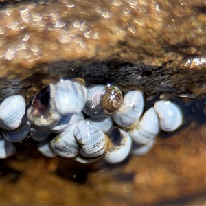 Austrolittorina unifasciata (Blue Australwink) at Green Cape, NSW by Hejor1