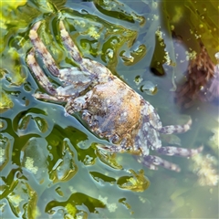 Leptograpsus variegatus at Green Cape, NSW - 7 Dec 2024 by Hejor1