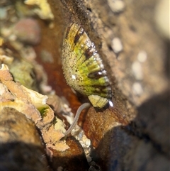 Cellana tramoserica (Commom Limpet) at Green Cape, NSW - 7 Dec 2024 by Hejor1