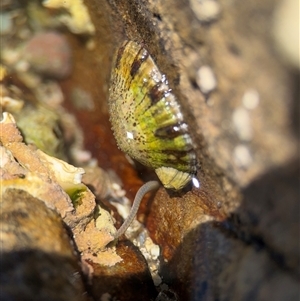 Cellana tramoserica (Commom Limpet) at Green Cape, NSW by Hejor1