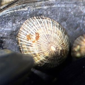 Siphonaria funiculata (Siphonaria funiculata) at Green Cape, NSW by Hejor1