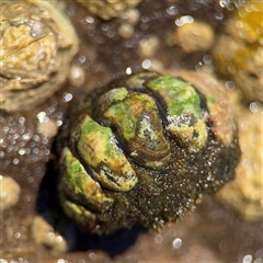 Plaxiphora albida (Giant chiton) at Green Cape, NSW - 7 Dec 2024 by Hejor1