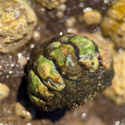 Plaxiphora albida (Giant chiton) at Green Cape, NSW - 7 Dec 2024 by Hejor1