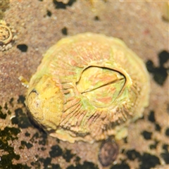 Tesseropora rosea (Rose-coloured Barnacle) at Green Cape, NSW - 7 Dec 2024 by Hejor1