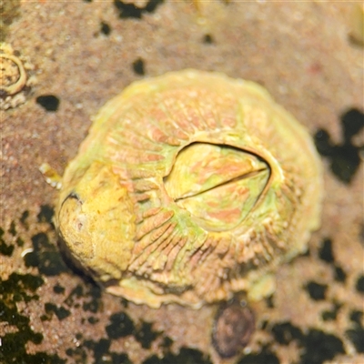 Tesseropora rosea (Rose-coloured Barnacle) at Green Cape, NSW - 7 Dec 2024 by Hejor1