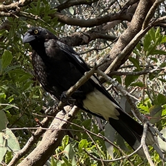 Strepera graculina (Pied Currawong) at Green Cape, NSW - 8 Dec 2024 by Hejor1