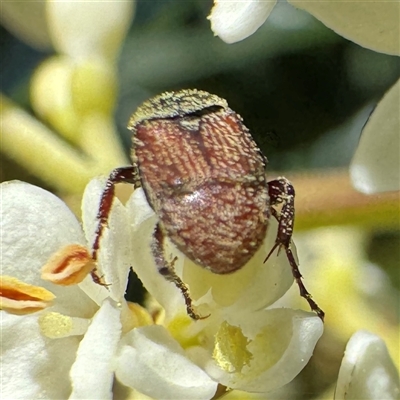 Microvalgus sp. (genus) (Flower scarab) at Nimmitabel, NSW - 8 Dec 2024 by Hejor1