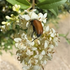 Phyllotocus sp. (genus) (Nectar scarab) at Nimmitabel, NSW - 8 Dec 2024 by Hejor1