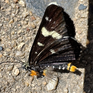 Phalaenoides glycinae (Grapevine Moth) at Nimmitabel, NSW by Hejor1