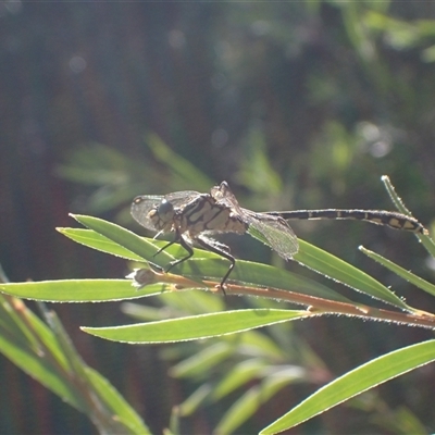 Hemigomphus sp. (genus) at Murrumbateman, NSW - 8 Dec 2024 by SimoneC