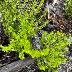 Rhytidosporum prostratum at Green Cape, NSW - 7 Dec 2024 by Hejor1