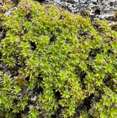 Syntrichia sp. (genus) at Green Cape, NSW - 7 Dec 2024 by Hejor1