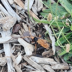 Cryptocheilus sp. (genus) (Spider wasp) at Giralang, ACT by AdamMc