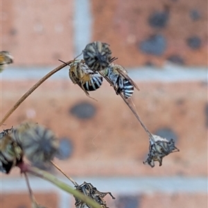 Amegilla (Zonamegilla) asserta at Isaacs, ACT - 8 Dec 2024