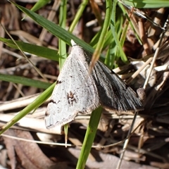 Dichromodes estigmaria (Pale Grey Heath Moth) at Murrumbateman, NSW - 8 Dec 2024 by SimoneC