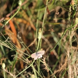 Zizina otis (Common Grass-Blue) at Isaacs, ACT by Sheridannew