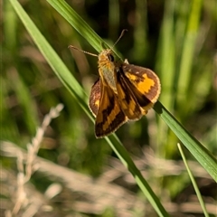 Ocybadistes walkeri (Green Grass-dart) at Isaacs, ACT - 8 Dec 2024 by Sheridannew