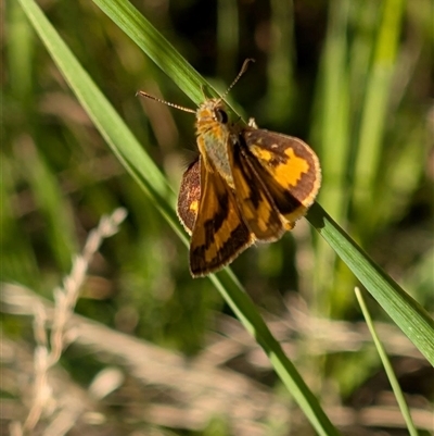 Ocybadistes walkeri (Green Grass-dart) at Isaacs, ACT - 8 Dec 2024 by Sheridannew