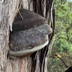 Phellinus sp. at Green Cape, NSW - 7 Dec 2024 by Hejor1