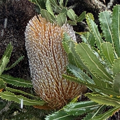 Banksia serrata (Saw Banksia) at Green Cape, NSW - 7 Dec 2024 by Hejor1