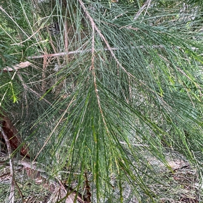 Allocasuarina littoralis at Green Cape, NSW - 7 Dec 2024 by Hejor1