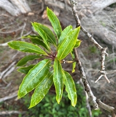 Pittosporum undulatum (Sweet Pittosporum) at Green Cape, NSW - 7 Dec 2024 by Hejor1