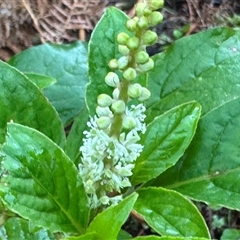 Phytolacca octandra (Inkweed) at Green Cape, NSW - 7 Dec 2024 by Hejor1